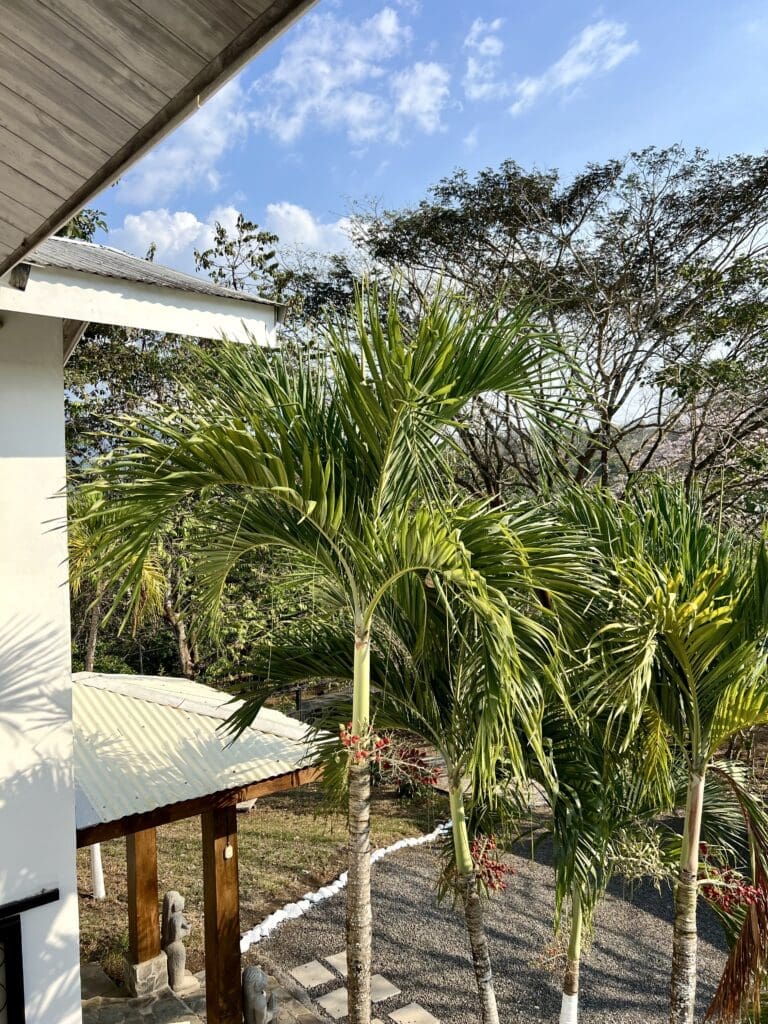 garden1